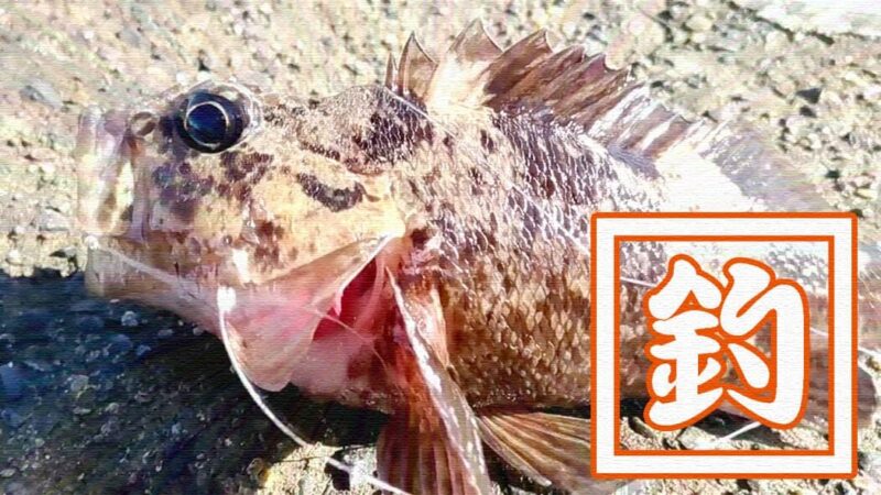 五目穴釣り！秋の千葉内房堤防で根魚メバル・ムラソイ+イシダイなど