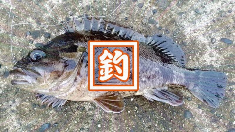 千葉内房堤防での釣りで良型カサゴ&ムラソイ！キスも釣れた秋終盤五目釣り