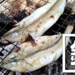 千葉館山堤防冬釣りでマイワシ・サッパ入れ食い！夜釣りではガザミも！！