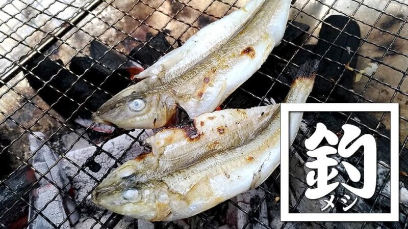シロギスは干物にしても旨い！釣った魚を一夜干しとホイル焼きにした釣り飯