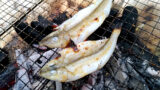 シロギスは干物にしても旨い！釣った魚を一夜干しとホイル焼きにした釣り飯