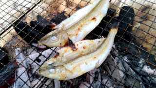 シロギスは干物にしても旨い！釣った魚を一夜干しとホイル焼きにした釣り飯