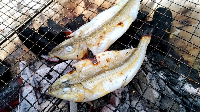 シロギスは干物にしても旨い！釣った魚を一夜干しとホイル焼きにした釣り飯