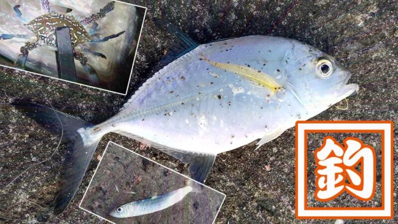 千葉館山堤防冬釣りでマイワシ・サッパ入れ食い！夜釣りではガザミも！！