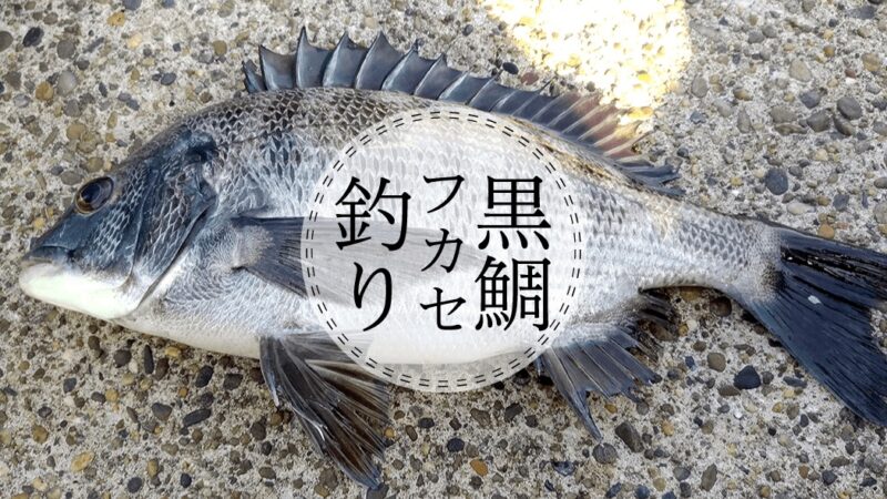 初フカセ釣りでチヌ(黒鯛)！冬の千葉内房堤防で本命GET