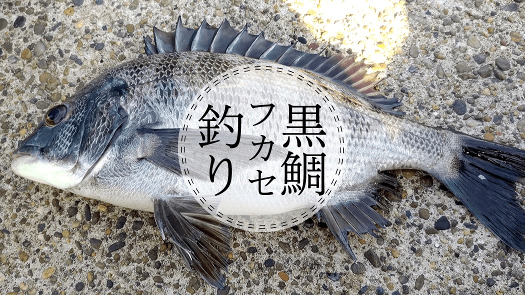 ダイワ(Daiwa) のバッカンとロングキャスターライト｜釣具レビュー