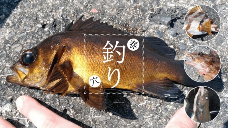 千葉内房で春の穴釣り！龍島港でメバル・タカノハダイ・ドンコなど