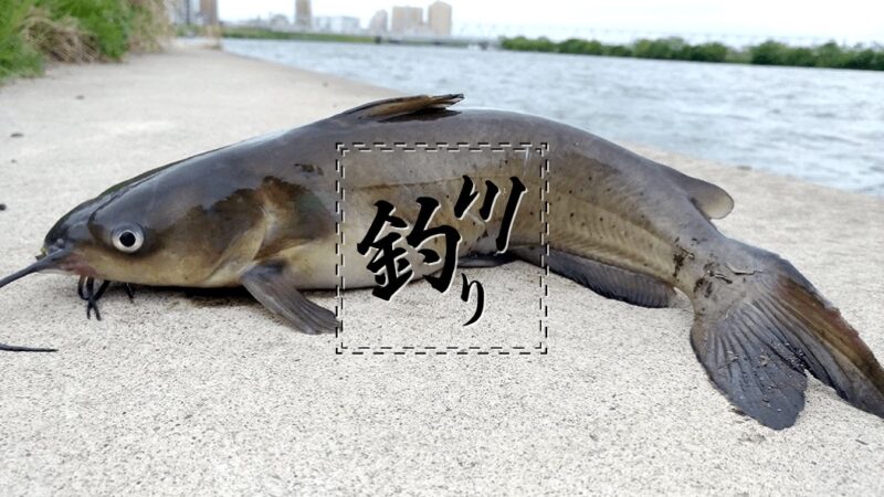 江戸川でのぶっこみ釣り！ニゴイ祭り後にアメリカナマズ…