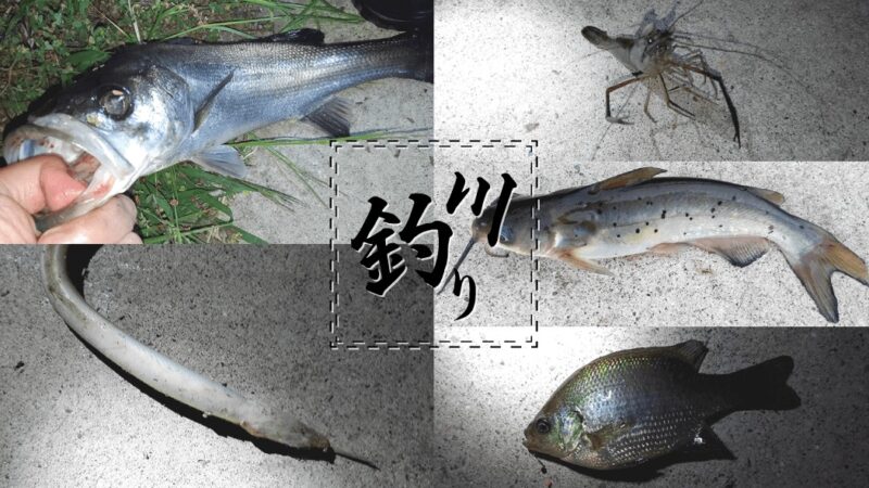 江戸川五目釣り！ぶっこみでウナギ・シーバス・ギギ！テナガエビも