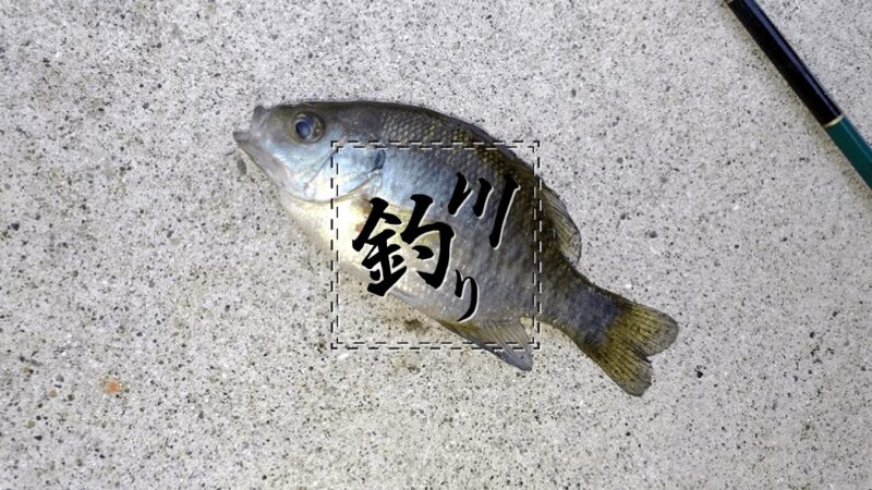 小物釣りin江戸川！タナゴ狙いが…ブルーギルだらけ（泣）