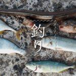 釣り飯！アナゴ蒲焼＋ワカシ・セイゴ・ギマ・イシモチの天ぷら