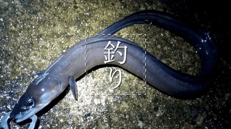 梅雨穴子が旨い！ってんで夜釣りでアナゴをニョロっと釣ってきた