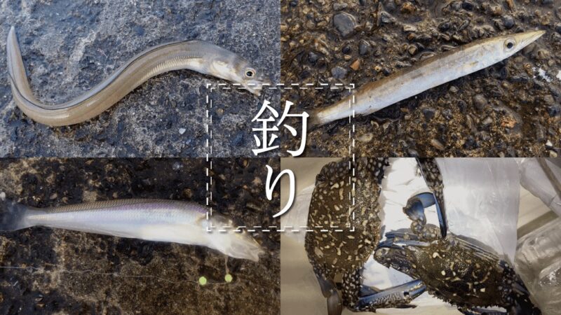 千葉館山で堤防釣り！梅雨合間にアナゴ・ガザミ・カマス…五目釣り