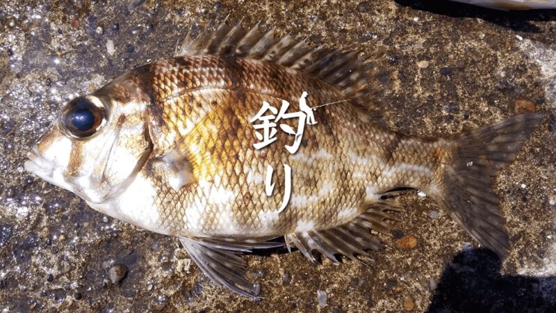 夏釣りでメイチダイ！千葉館山堤防でアイゴ・サバの合間に釣れた高級魚