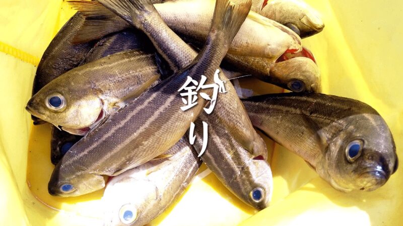 夏の夜釣りでイサキがツ抜け一歩手前！千葉館山堤防釣り