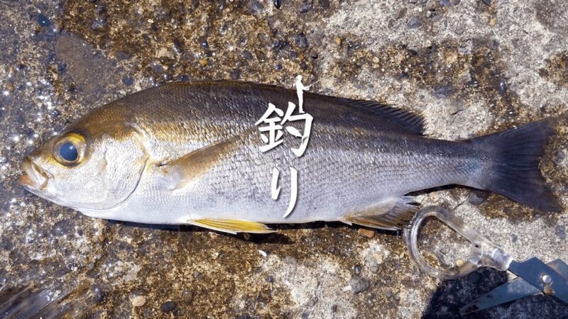 イサキが釣れるも渋い…が暑い夏は夜釣り！千葉館山堤防釣り