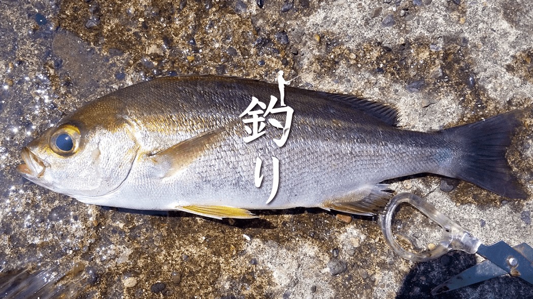 夏釣りでメイチダイ！千葉館山堤防でアイゴ・サバの合間に釣れた高級魚