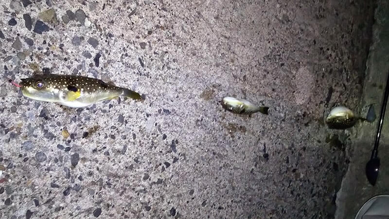 イサキが釣れるも渋い…が暑い夏は夜釣り！千葉館山堤防釣り