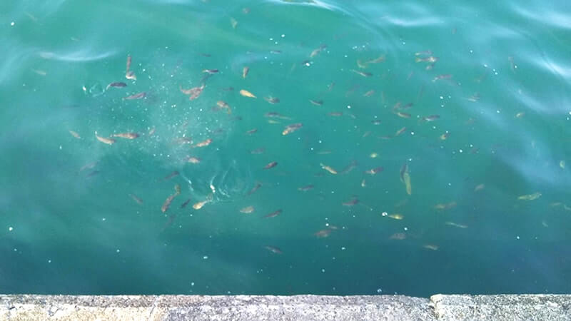 夏釣りでメイチダイ！千葉館山堤防でアイゴ・サバの合間に釣れた高級魚