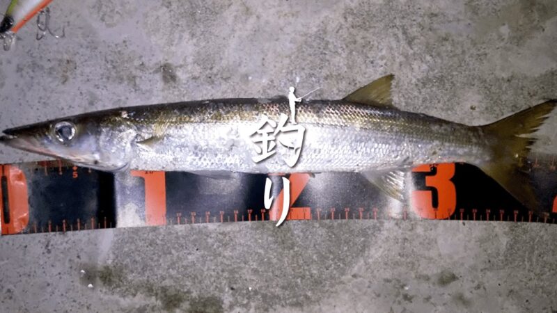 シーバス狙いで40cm弱のカマスHIT！秋の中川でセイゴも連発