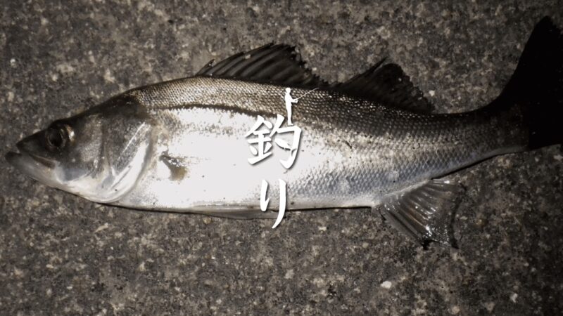 中川シーバス釣り｜セイゴだけ…でも嬉しい！スーサンでHIT