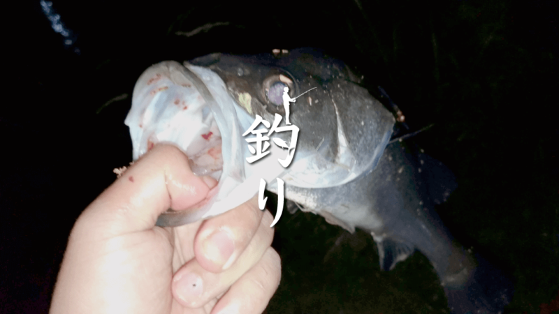 シーバス釣り｜荒川・中川の中洲を上流へ…シーバス狙いでニゴイも