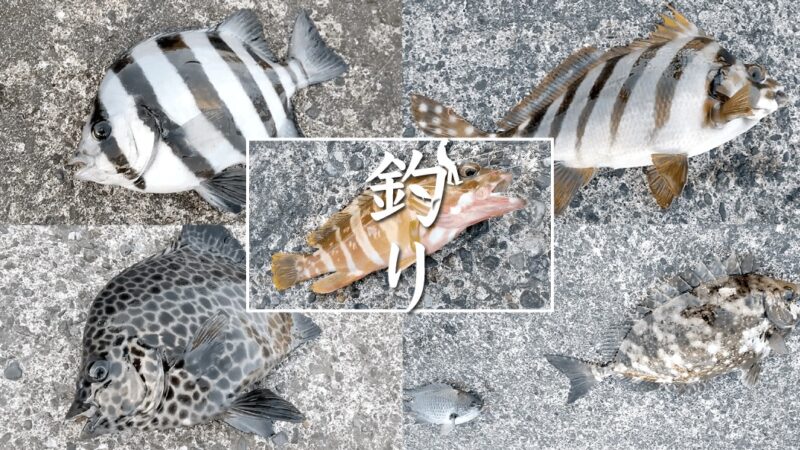 新島釣りキャンプ｜アカハタ・イシガキダイ…五目釣り【DAY1 後編】