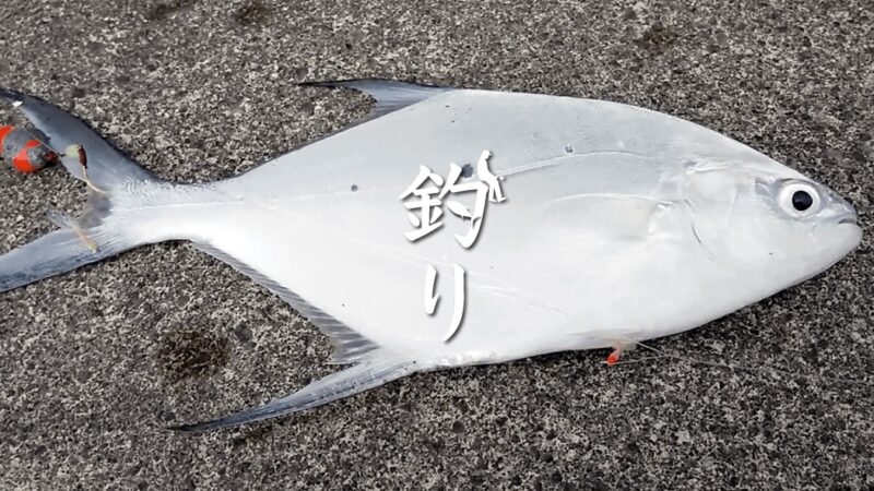 投げサビキ釣りで初顔のコバンアジ！釣りたてを包み焼きにして食す｜新島釣りキャンプ【DAY3  後編】