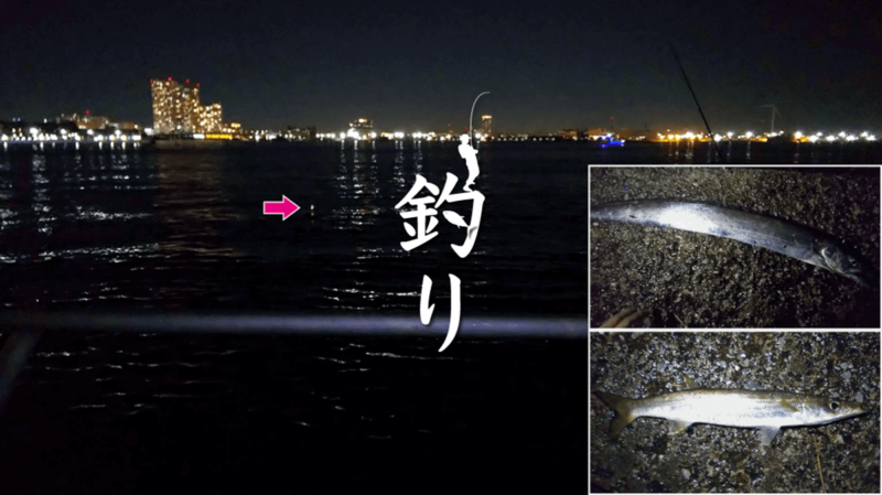 タチウオ釣り！横浜みなとみらいでの都会冬釣りでカマスも