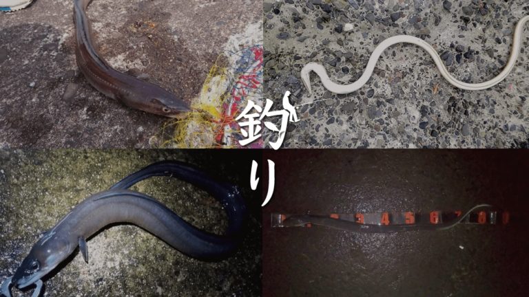 アナゴ釣りの外道ホタテウミヘビ…見分け方は？マアナゴとクロアナゴの違いも