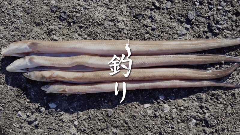 冬の夜釣りでアナゴ釣り！脂がのったマアナゴを求め年末釣り納め