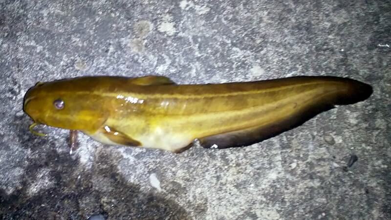 冬の夜釣りでアナゴ釣り！脂がのったマアナゴを求め年末釣り納め