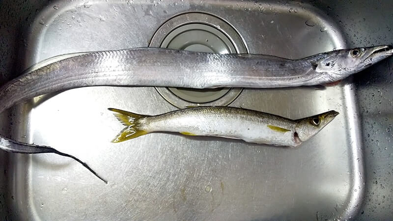 釣った太刀魚（タチウオ）の炙り刺身とカマスの塩焼き【釣り飯】