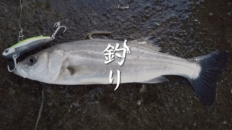 釣り初めはセイゴシーバス…1月初め冬の湾奥中川釣り