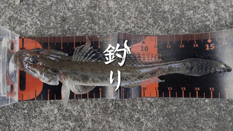 中川で冬の落ちハゼ釣り！ハゼとは言え引きが良い良型揃い！！
