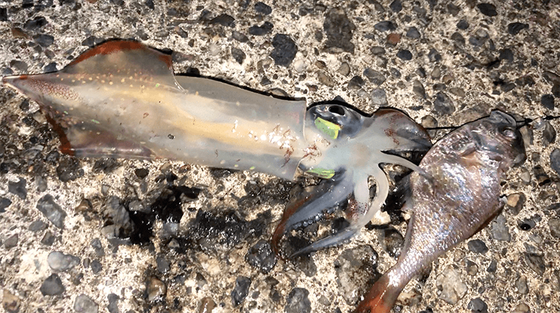 ネコザメが釣れた！！泳がせ釣りでイカとまさかの大物ヒット(笑)｜新島釣りキャンプ第二弾【DAY6 後半】