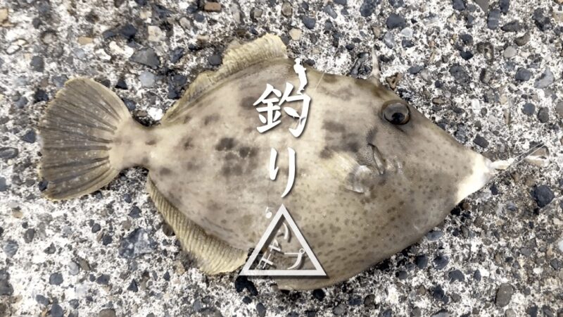 新島港でデッカワハギ！タカノハダイ・ハタンポと戯れる餌釣り｜新島釣りキャンプ第二弾【DAY5 後半】