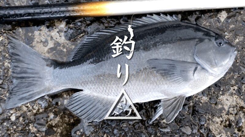 グレ・イシガキダイ・サバ…渋くて苦戦の朝マズメ釣り｜新島釣りキャンプ第二弾【DAY6 前半】