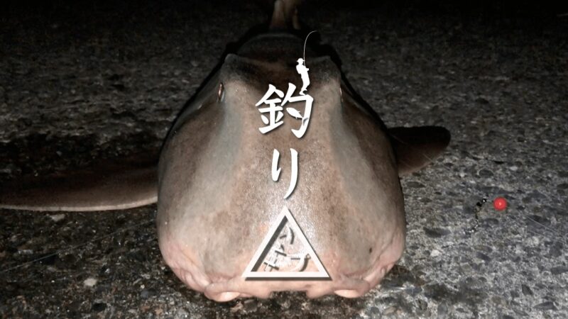 ネコザメが釣れた！！泳がせ釣りでイカとまさかの大物ヒット(笑)｜新島釣りキャンプ第二弾【DAY6 後半】