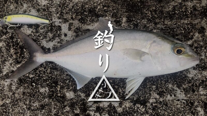 新島遠征最終日！出船までのルアー釣りでショゴ（カンパチ）GET｜新島釣りキャンプ第二弾【DAY8】