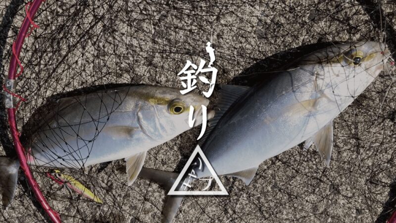 ジグサビキでショゴ（カンパチ）とサバがダブルHIT！｜新島釣りキャンプ第二弾【DAY3 前半】