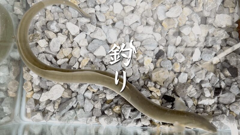 東京都市河川でウナギ釣り！梅雨の身近な川でニョロっとウナギを釣る