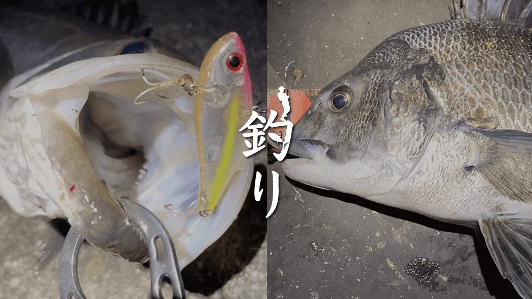 東京湾奥河川チヌゲーム！ワームで黒鯛を狙う夏夜のルアー釣り
