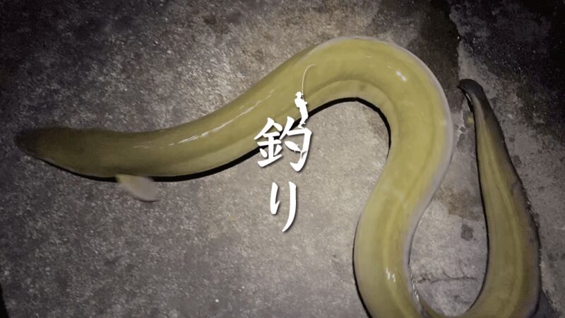 東京中川でウナギ釣り！夏夜に鈴の音を待つのんびり釣り