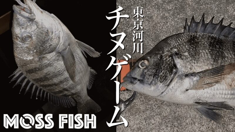 東京湾奥河川チヌゲーム！ワームで黒鯛を狙う夏夜のルアー釣り