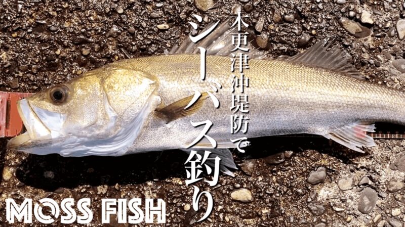 シーバスを泳がせ釣りで釣る！木更津沖堤防でアジを釣って大物狙い