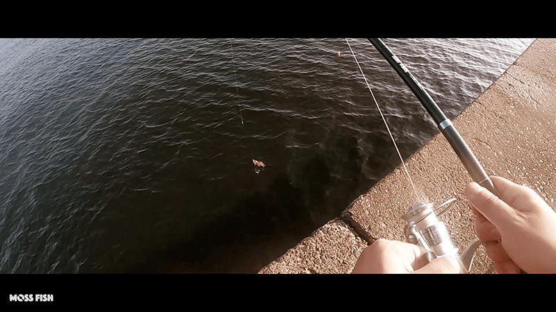 シーバスを泳がせ釣りで釣る！木更津沖堤防でアジを釣って大物狙い