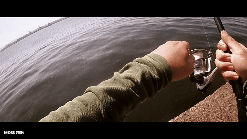 シーバスを泳がせ釣りで釣る！木更津沖堤防でアジを釣って大物狙い