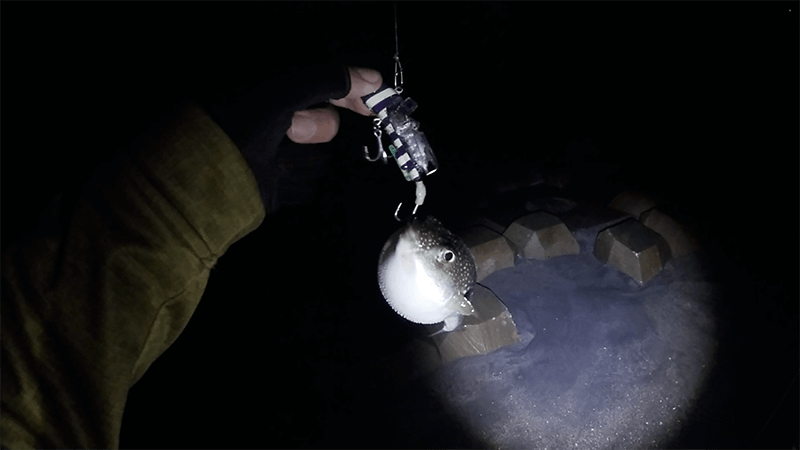 湾奥ルアー釣りでタチウオ狙うもコノシロすれがかり…