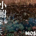 初冬の小物釣り！タナゴ仕掛けで釣るクチボソin水元公園